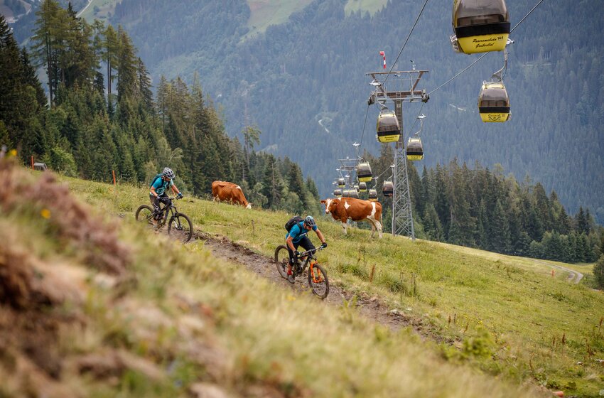 Mountain bikers on alpine trail near Panorama cable car in Großarl with grazing cows | © Grossarler Bergbahnen GmbH & Co KG Two mountain bikers on alpine meadow trail in Großarl with cows beside them and yellow Panorama gondolas in background | © Grossarler Bergbahnen GmbH & Co KG